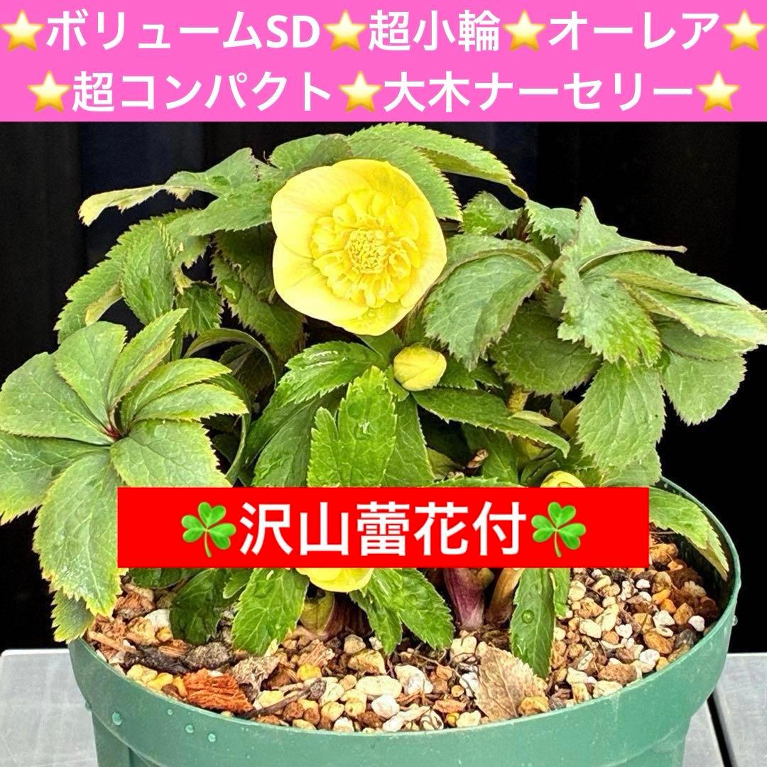 u*0様 3569☘️沢山花蕾付☘️ボリュームSD⭐️超小輪⭐️オーレア⭐️超コ