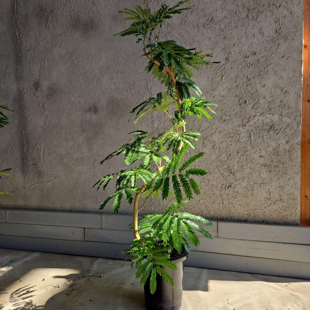 ④　エバーフレッシュ　曲がり仕立て　８号特大苗木最高等級極上品‼️