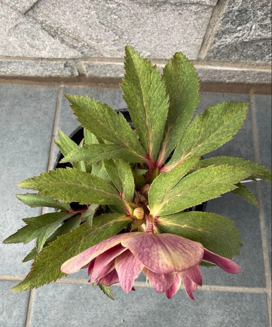 ま*い様 希少‼︎広瀬園芸【斑入りソレイユ】開花株