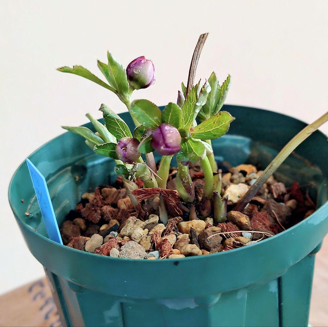 よ*)様 クリスマスローズ蕾