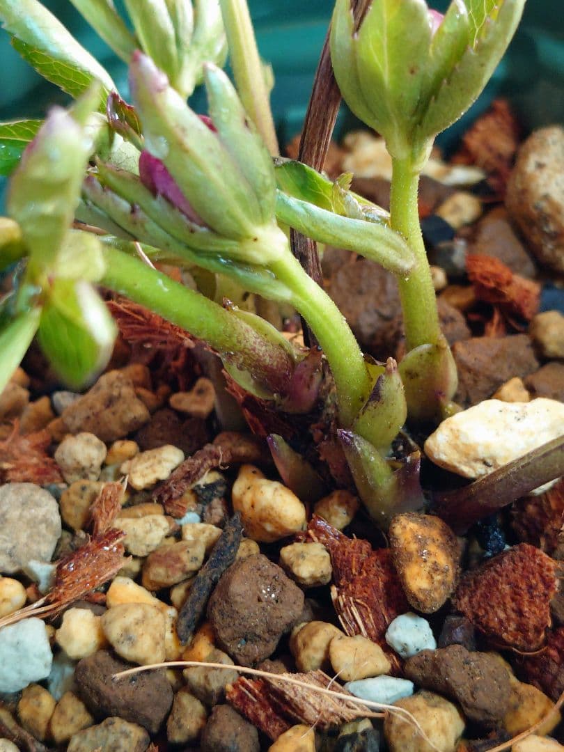 よ*)様 クリスマスローズ蕾