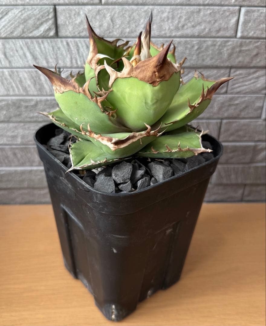 【鉢ごと発送】アガベ チタノタ トリケラトプス 活着【超バンド・強トップ・低重心