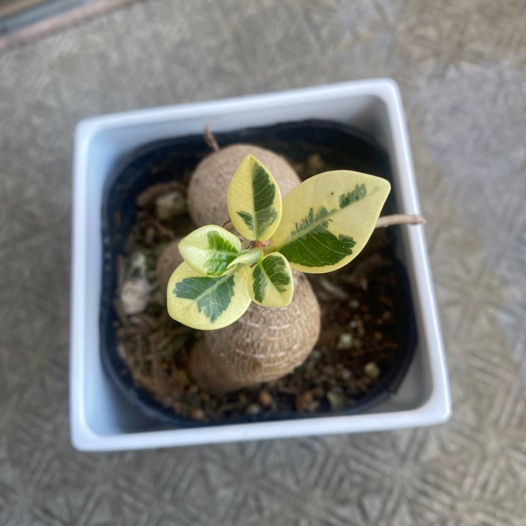 パンダガジュマル 斑入り 超希少 接木 鉢込 発根済み