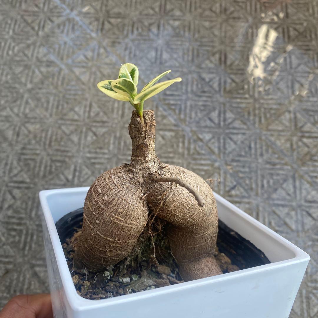 パンダガジュマル 斑入り 超希少 接木 鉢込 発根済み