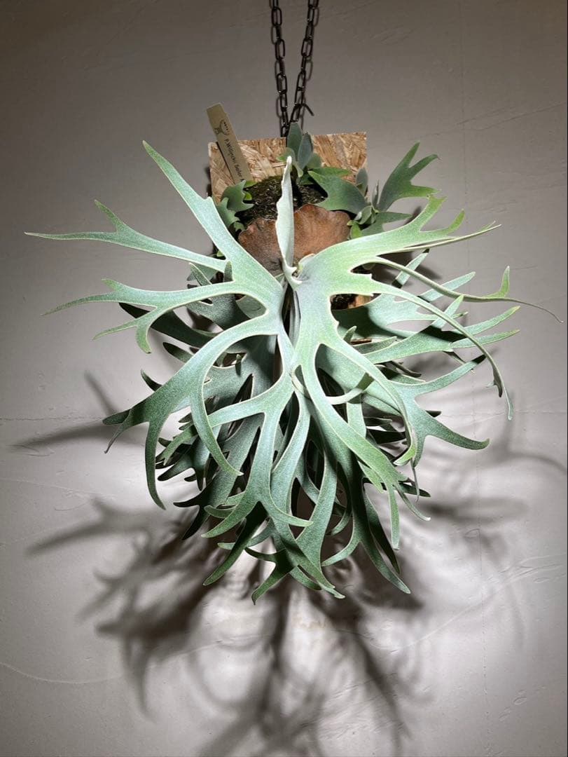 Willinckii Sailor Mars OC セーラーマーズ 株分け4ヶ月