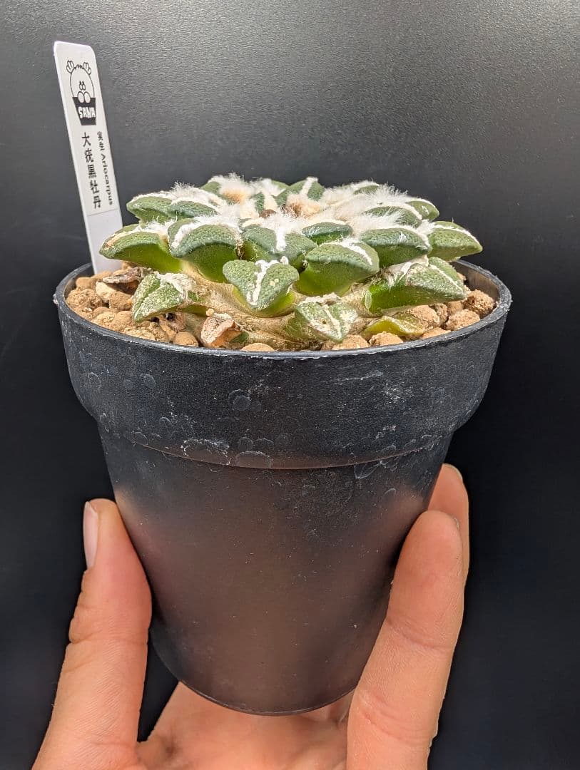 は*ん様 大疣黒牡丹 国内実生 鉢植え メルカリ便送料込み