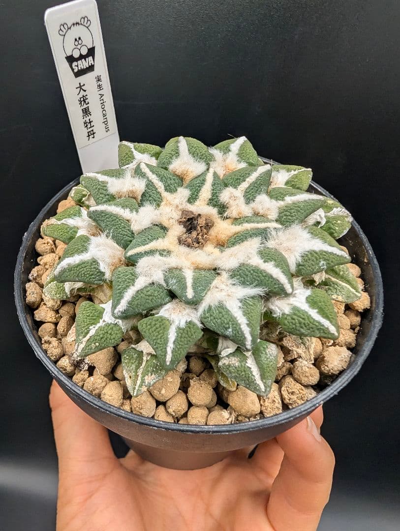 は*ん様 大疣黒牡丹 国内実生 鉢植え メルカリ便送料込み