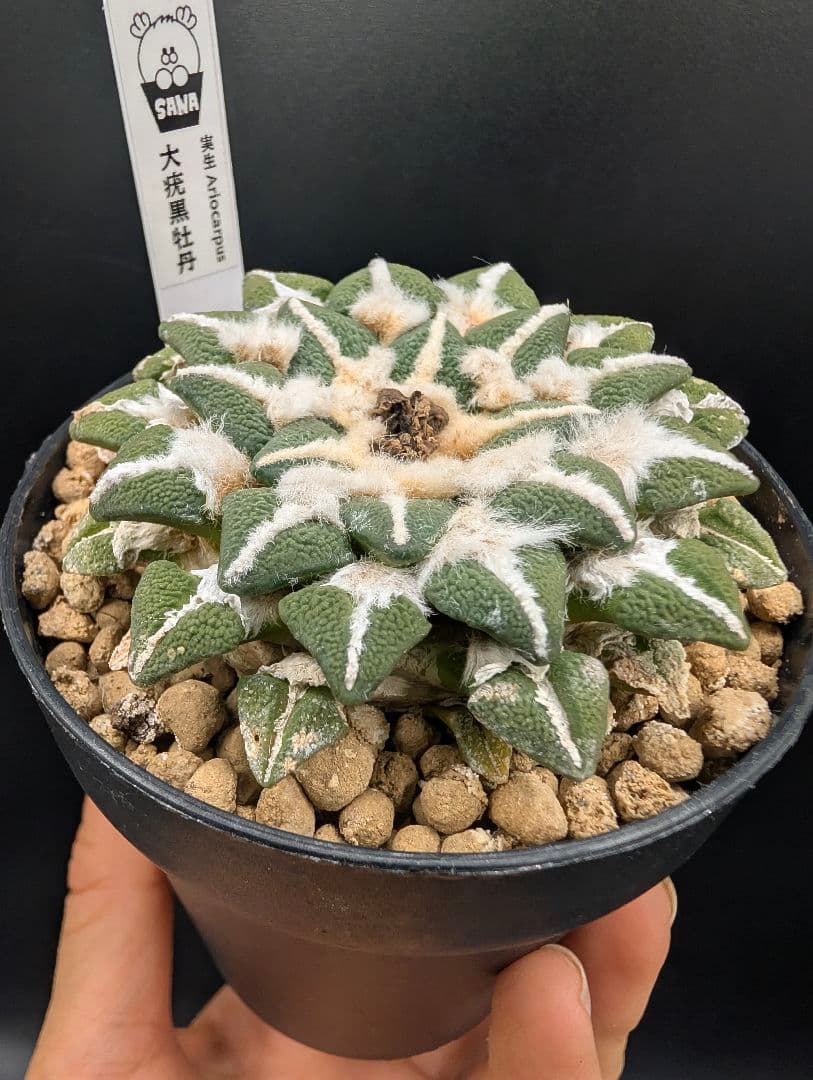 は*ん様 大疣黒牡丹 国内実生 鉢植え メルカリ便送料込み