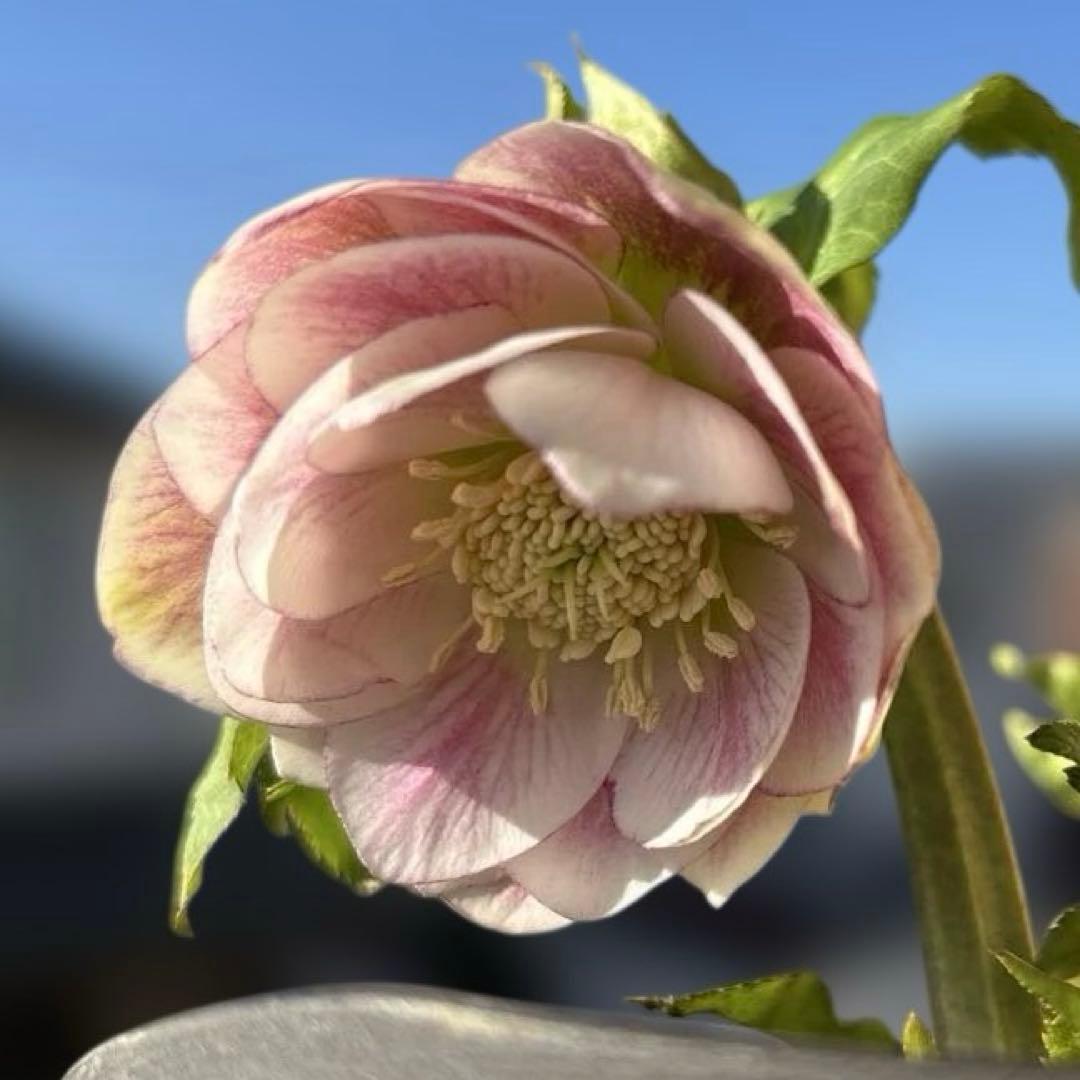 広瀬園芸　リバーシブルグラデーションピンク　クリスマスローズ　開花株　現品