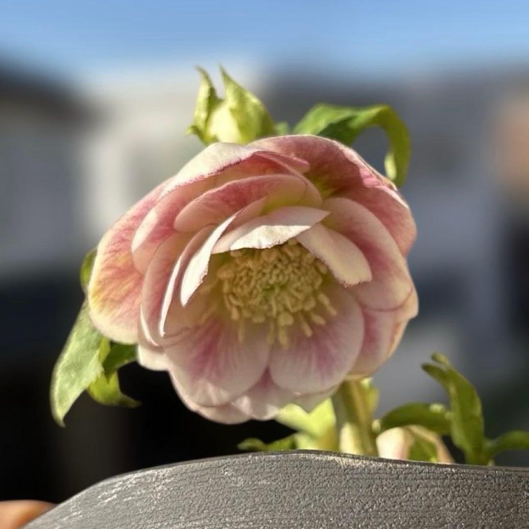 広瀬園芸　リバーシブルグラデーションピンク　クリスマスローズ　開花株　現品