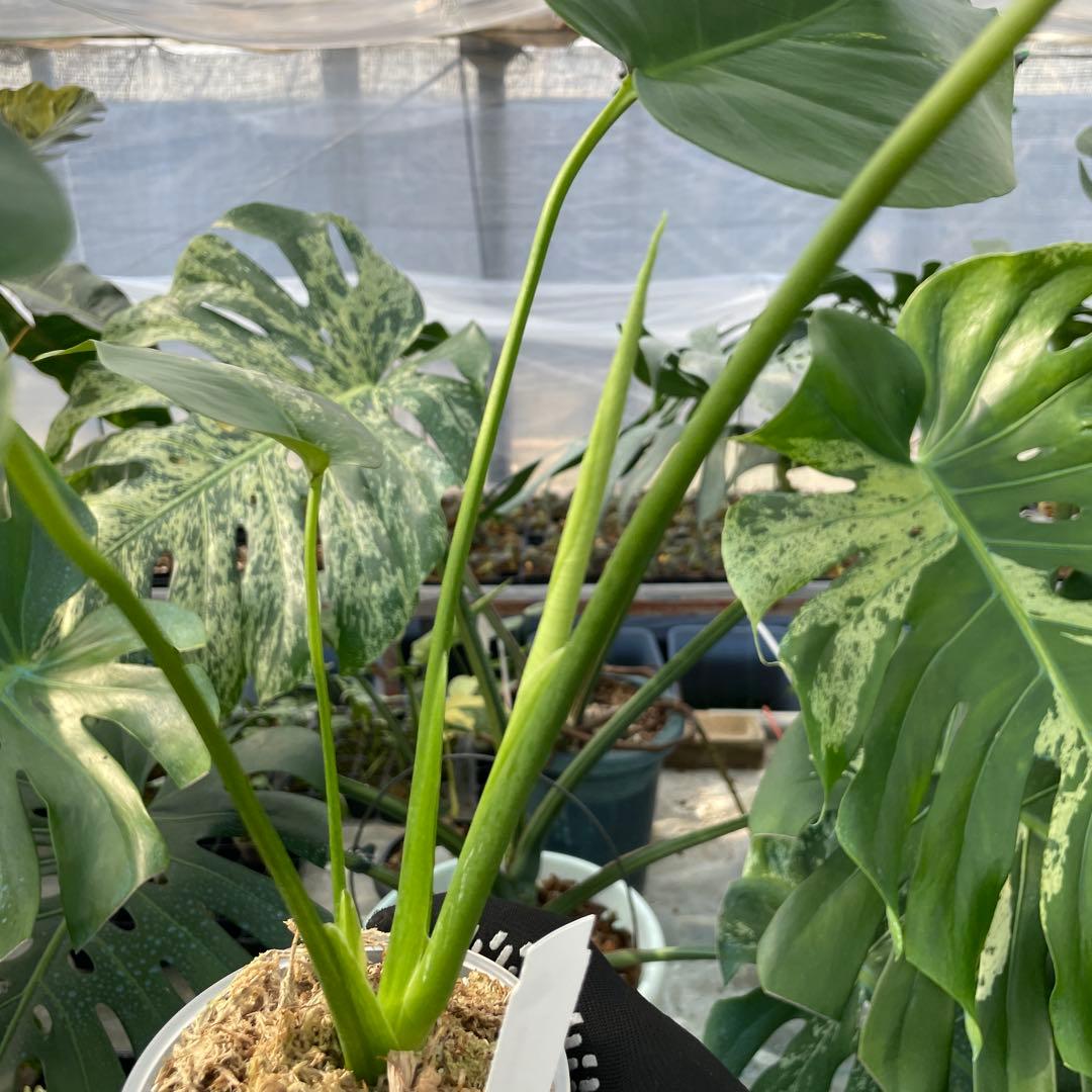 MS4 モンステラ　イエローマリリン　黄斑入り