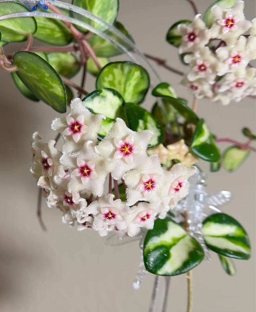 LilyページHoya mathilde variegated+ HPVS