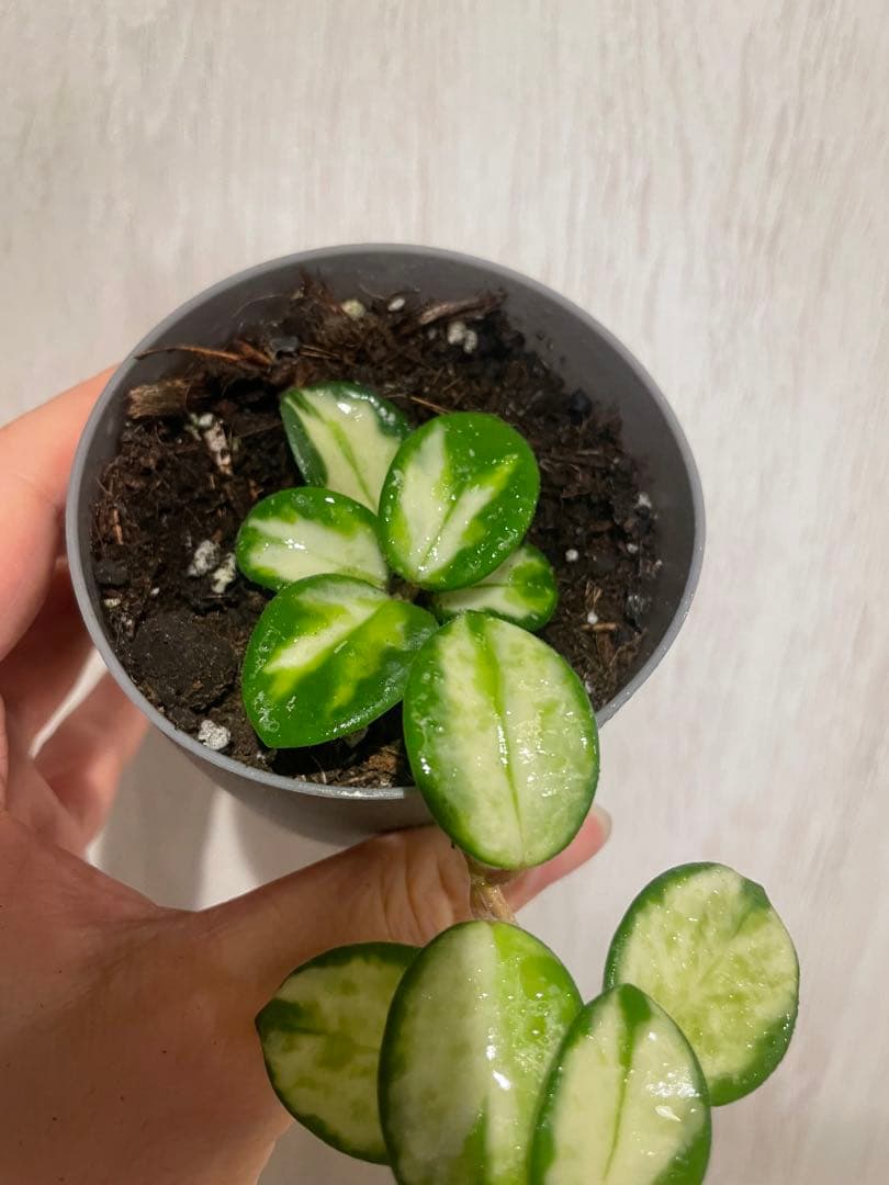 LilyページHoya mathilde variegated+ HPVS