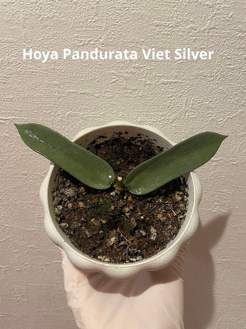 LilyページHoya mathilde variegated+ HPVS