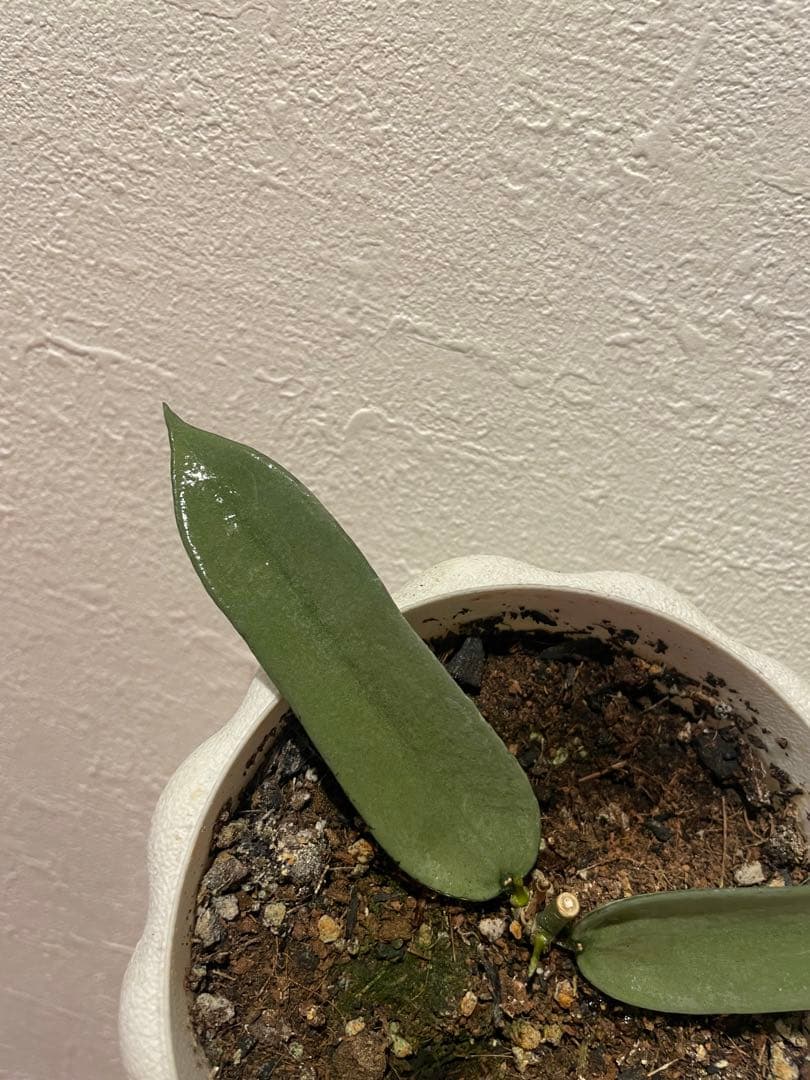 LilyページHoya mathilde variegated+ HPVS