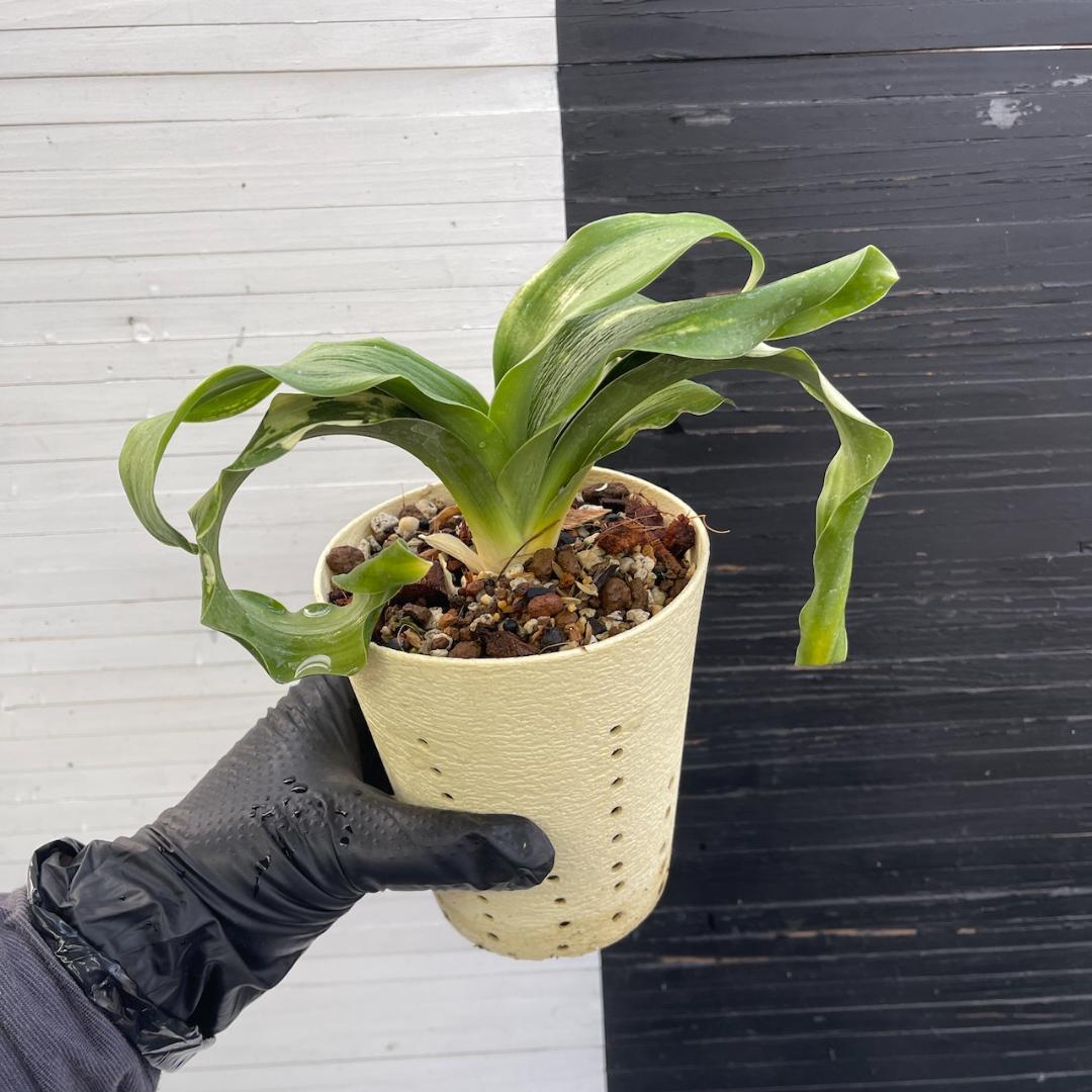 万年青　「春雪」　オモト 徳川家康　開運