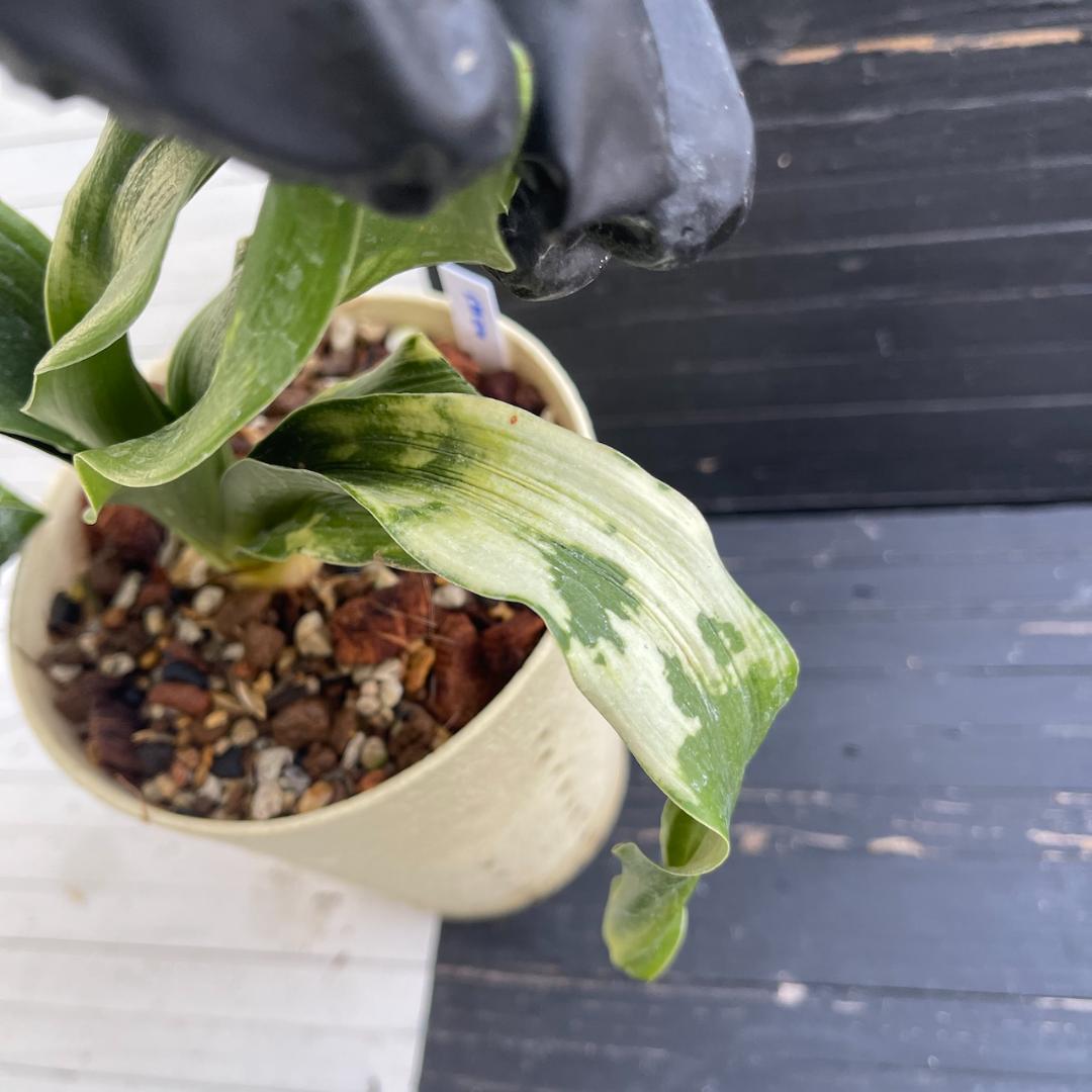 万年青　「春雪」　オモト 徳川家康　開運