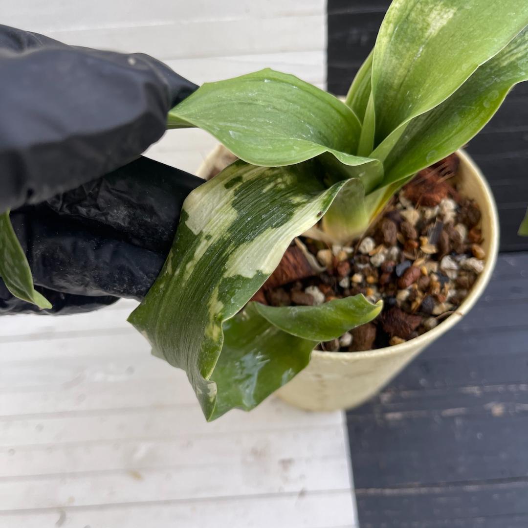 万年青　「春雪」　オモト 徳川家康　開運