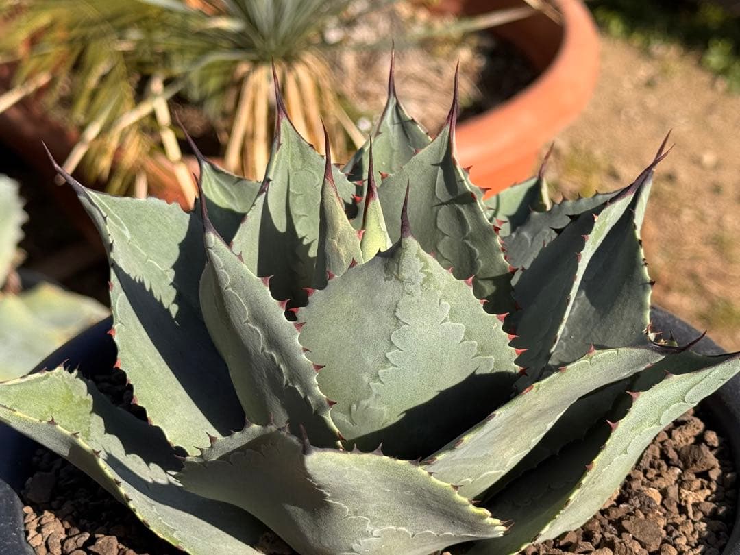 オバティフォリアエメラルド Ovatifolia〝Emerald″ レア種