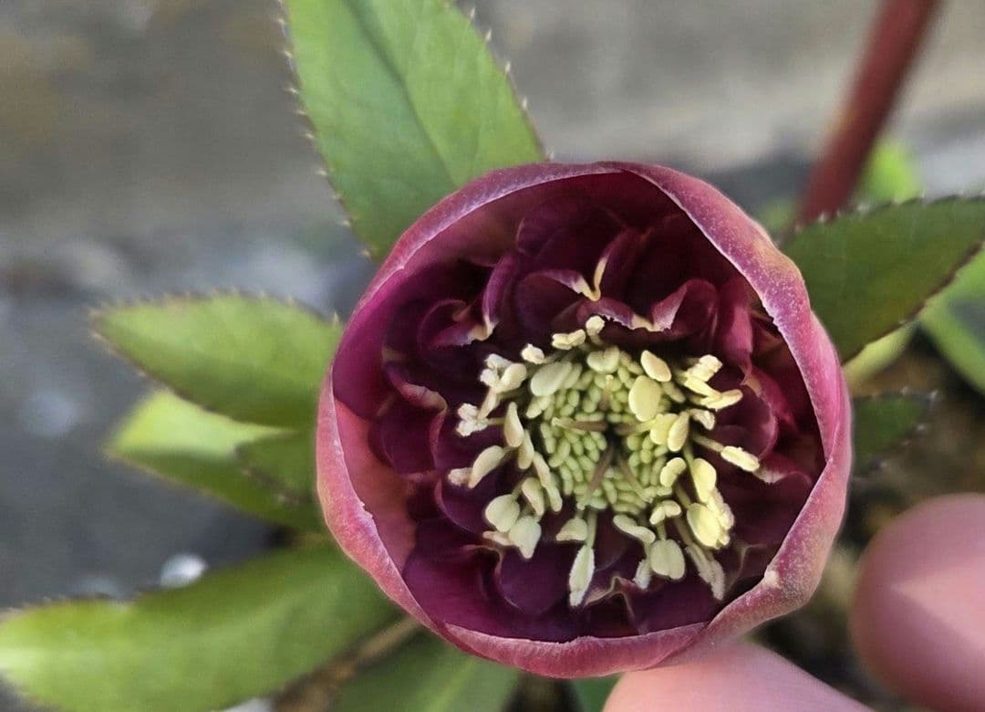 クリスマスローズ　アンティークモーリー