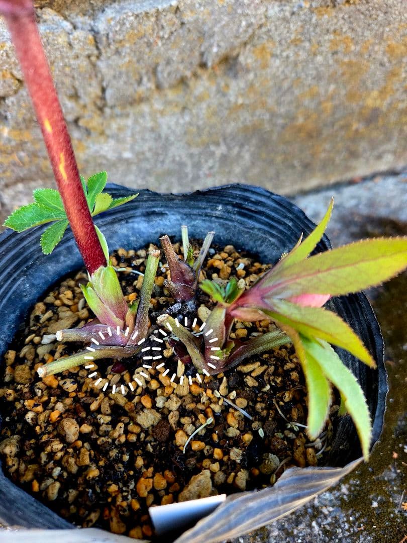 クリスマスローズ　アンティークモーリー