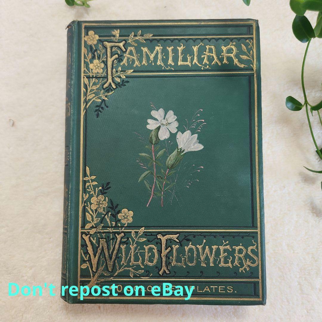 植物図鑑　洋書　ボタニカルアート　アンティーク　リトグラフ　23