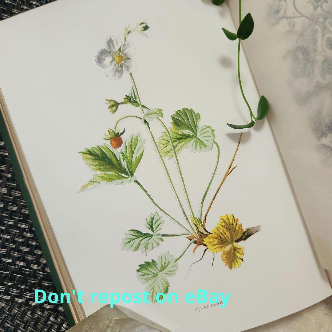 植物図鑑　洋書　ボタニカルアート　アンティーク　リトグラフ　23
