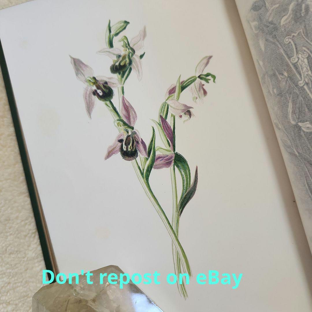 植物図鑑　洋書　ボタニカルアート　アンティーク　リトグラフ　23