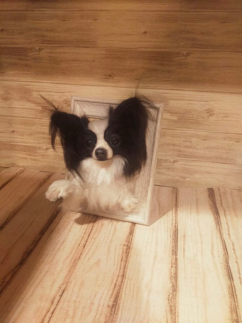 羊毛フェルト　ハンドメイド　犬　パピヨン　フレーム
