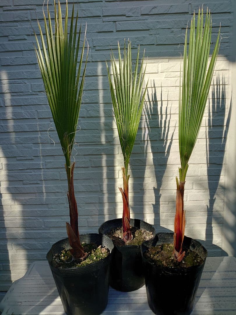 ワシントンヤシ ３本セット