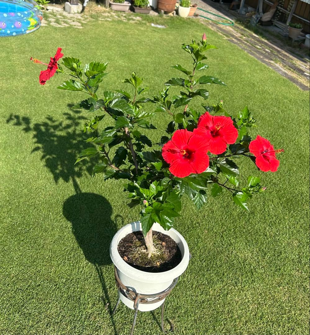 ハイビスカス ココア