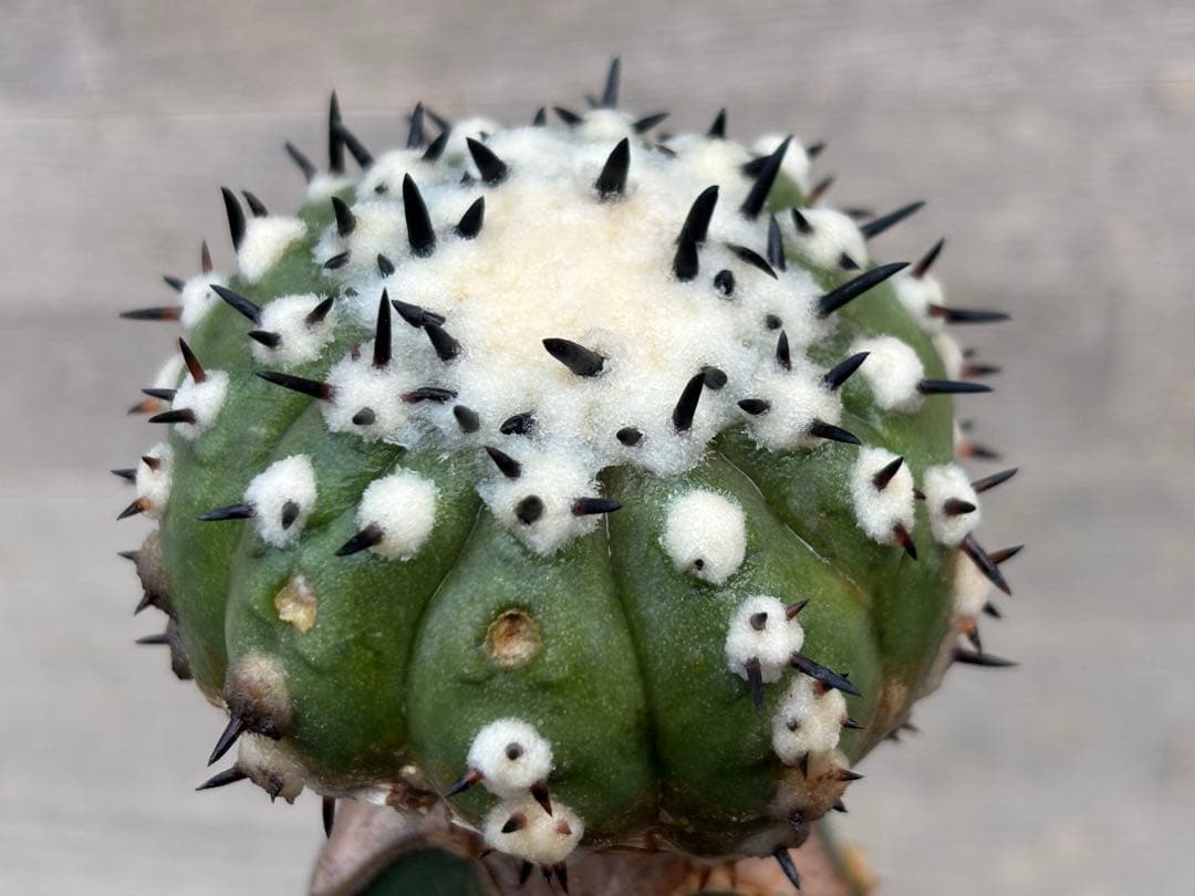 コピアポア　佐野短刺黒王丸　モンストローサ　シネレア