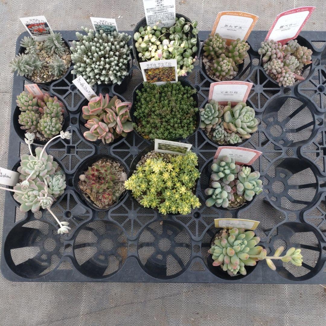 木曜発送 カエルさん専用