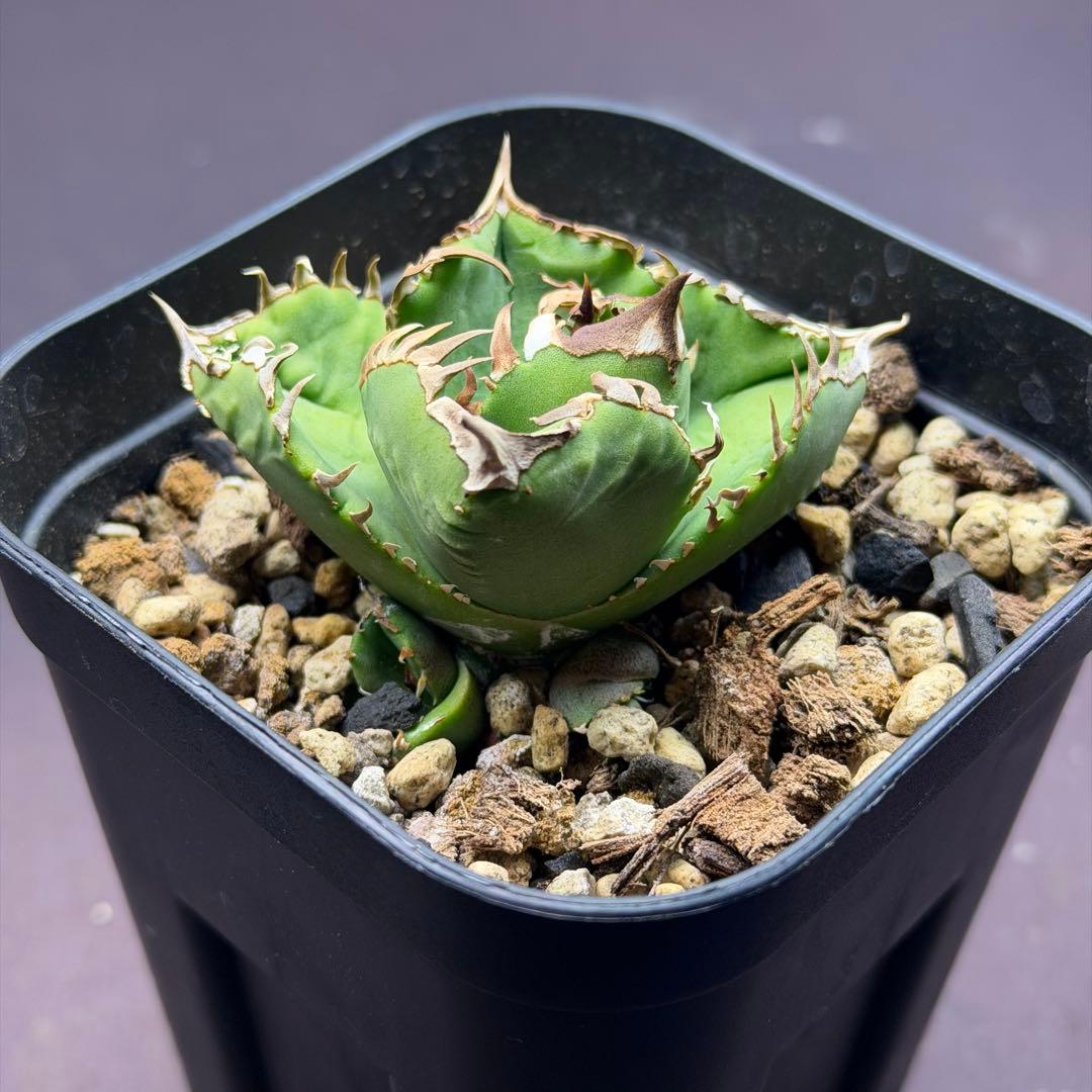 ドベクラ　クラウン　皇冠　子株二つ付き　抜き苗配送