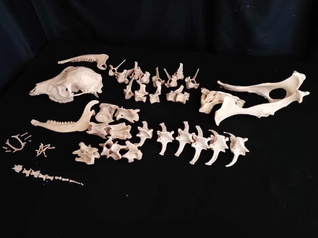 お買い得　DIY組み立て用　種名ニホンジカ　♀　３６Kg　頭骨～尾椎