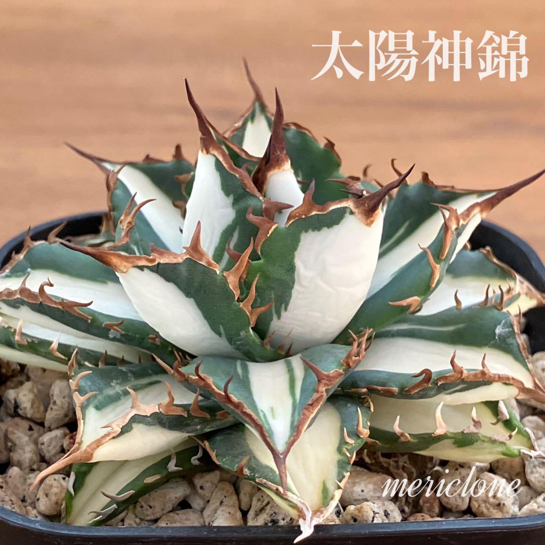 選抜　【匿名配送】　活着　特大　子株付き　アガべ　太陽神錦　白中斑　TC