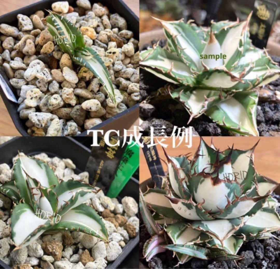 選抜　【匿名配送】　活着　特大　子株付き　アガべ　太陽神錦　白中斑　TC