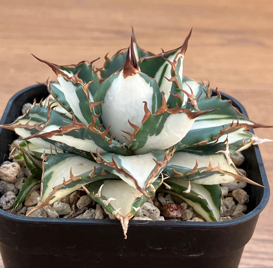 選抜　【匿名配送】　活着　特大　子株付き　アガべ　太陽神錦　白中斑　TC