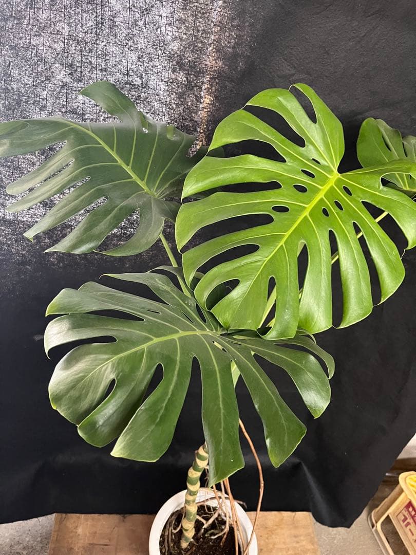 幹上がり　幹立ち　モンステラ　デリシオーサ　オシャレ　インテリア　観葉植物