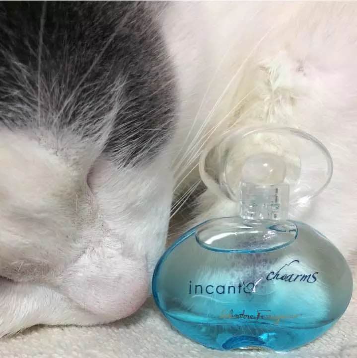 【お取り置き品】フェラガモ  インカント チャーム ５ml