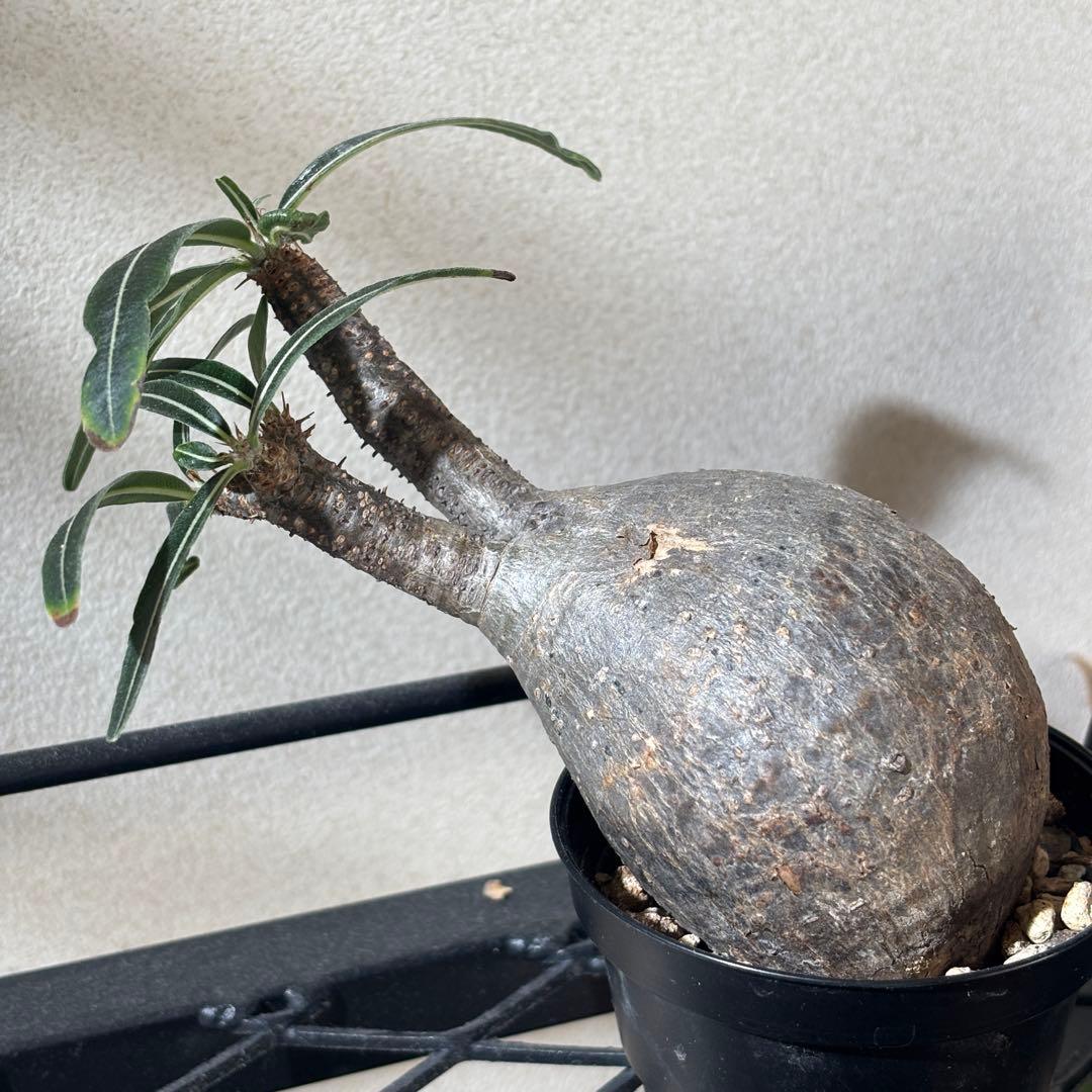 【発根済み現地球】パキポディウム グラキリス 手のひらサイズ 美株