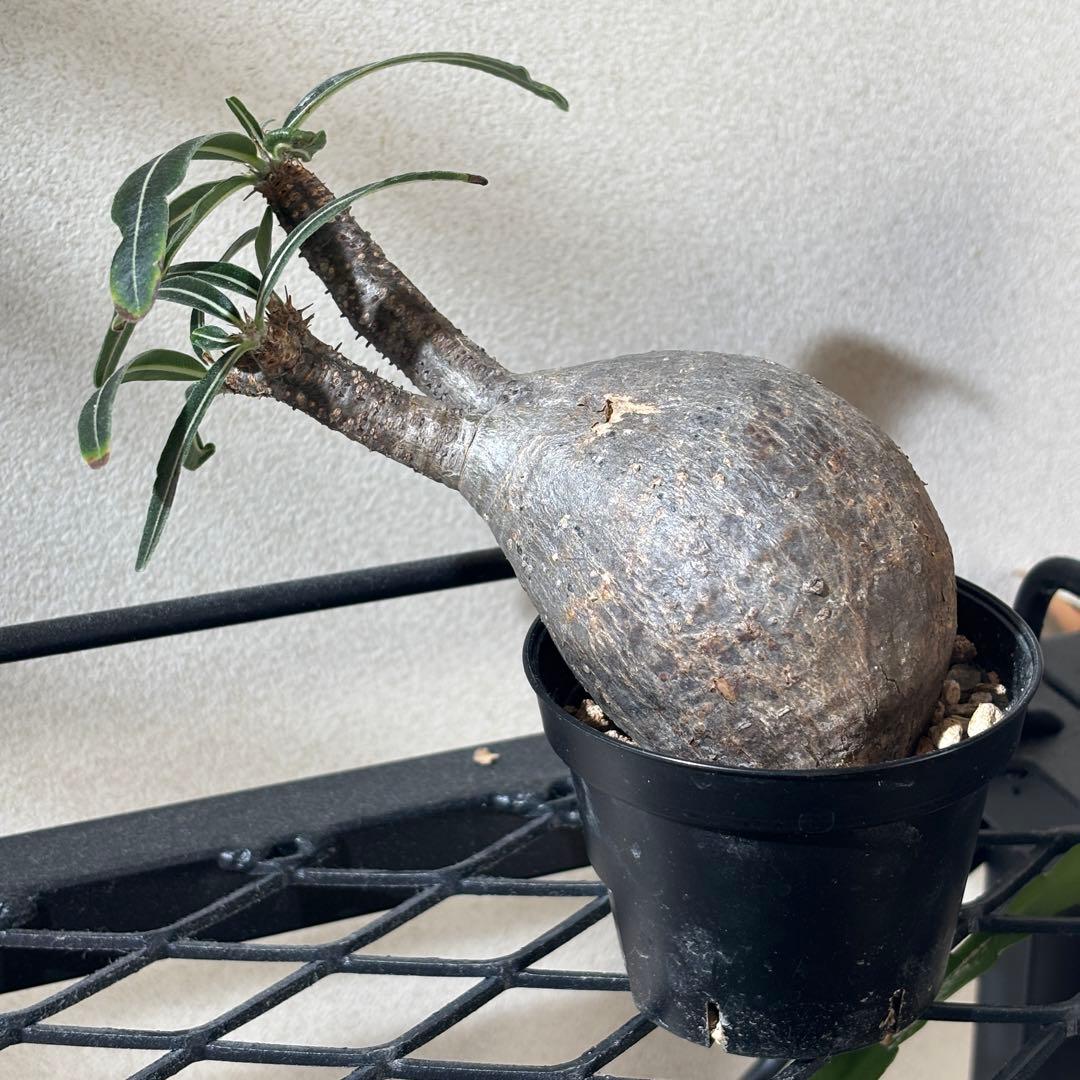 【発根済み現地球】パキポディウム グラキリス 手のひらサイズ 美株