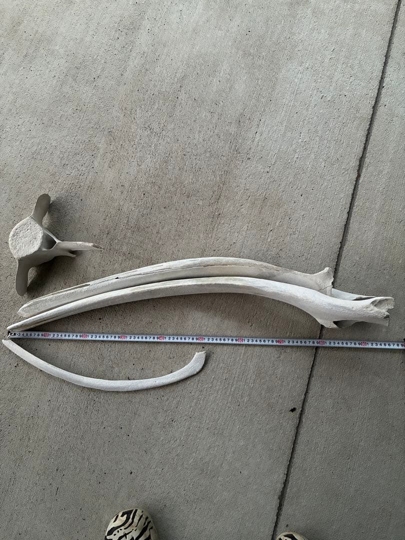 k*o様 くじら・いるか　骨　鯨　イルカ　4点セット