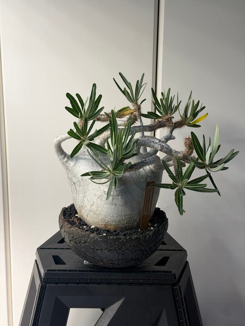 むむむさん　専用