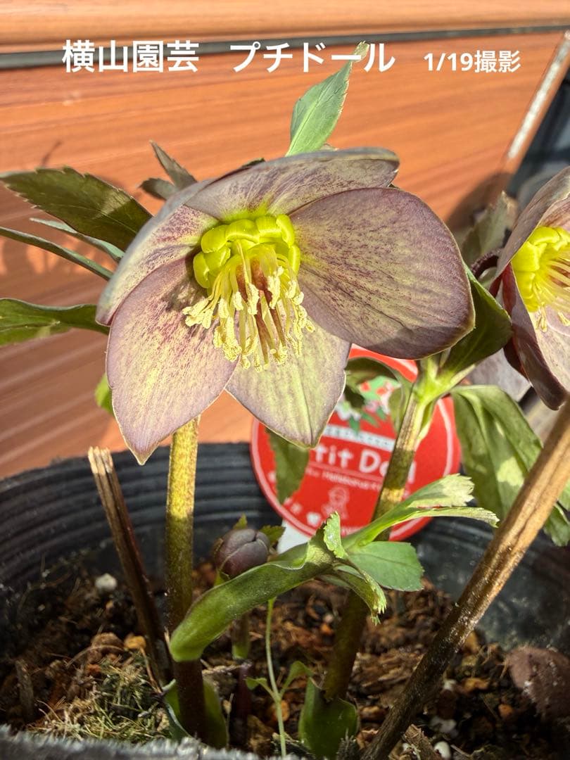 【未株分】横山園芸 クリスマスローズ プチドールシリーズ 原種系 ブルーグレー