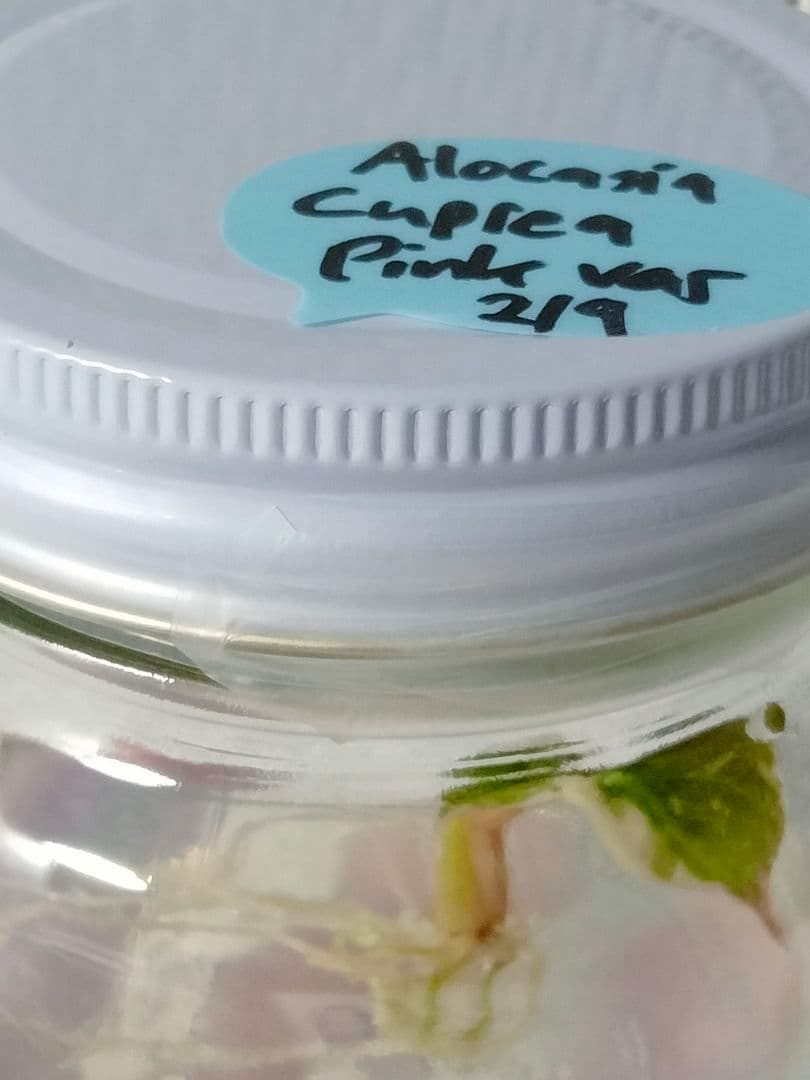 その他観葉植物 Alocasia Cuprea Pink variegated (lumpy)