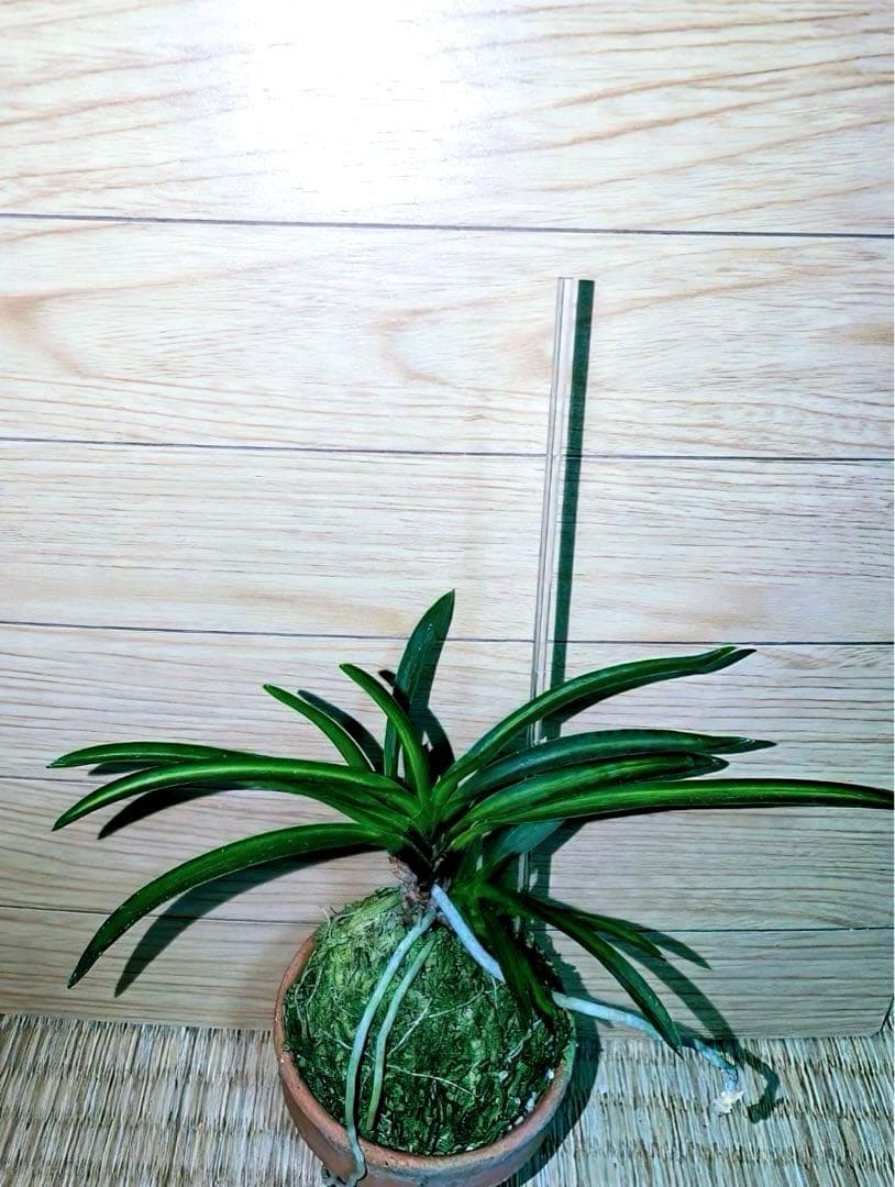 富貴蘭「湖東錦」中斑縞