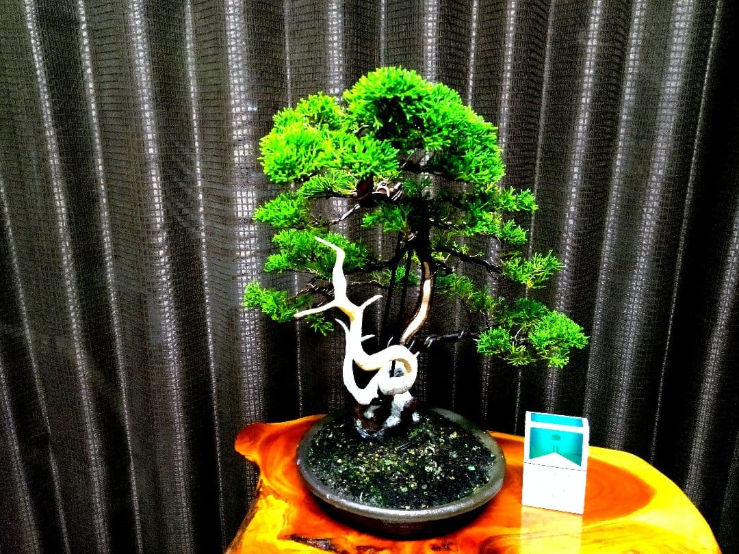 【中品　真柏盆栽】　　　　　　 ⭕足元注目お薦め品❗ ★あきちゃん様…専用★