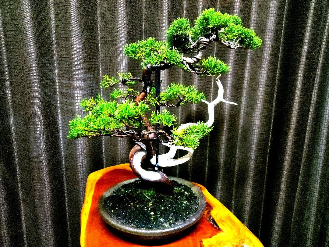 【中品　真柏盆栽】　　　　　　 ⭕足元注目お薦め品❗ ★あきちゃん様…専用★