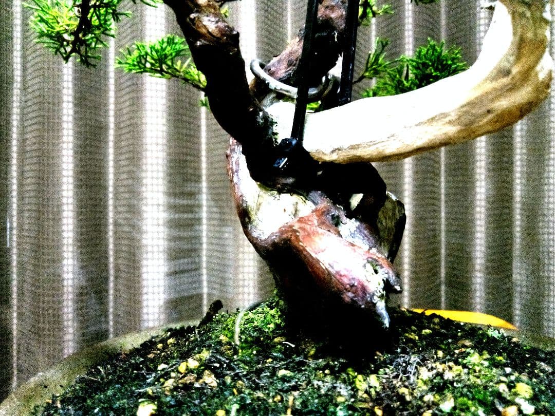 【中品　真柏盆栽】　　　　　　 ⭕足元注目お薦め品❗ ★あきちゃん様…専用★